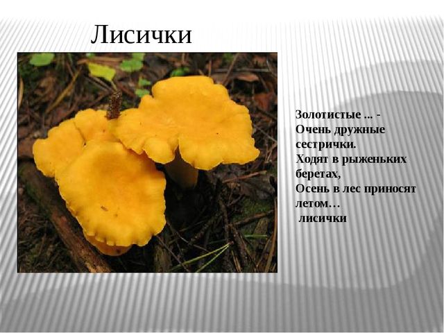 Презентация "Экскурсия в лес"