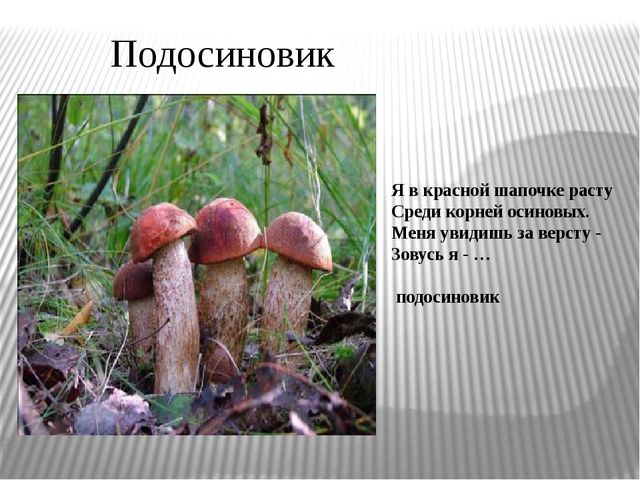 Презентация "Экскурсия в лес"