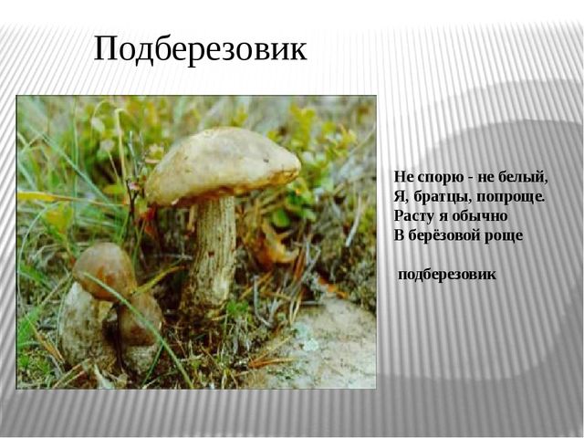 Презентация "Экскурсия в лес"