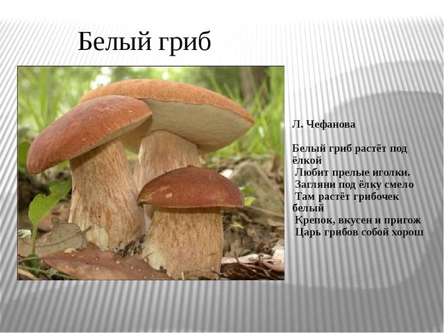 Презентация "Экскурсия в лес"