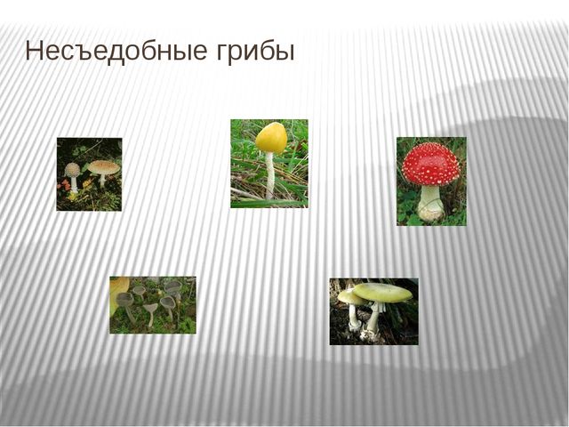 Презентация "Экскурсия в лес"