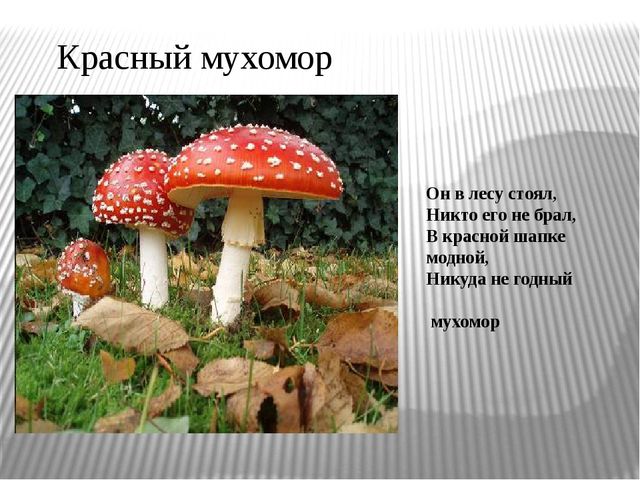 Презентация "Экскурсия в лес"