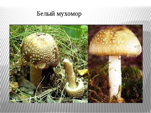 Презентация "Экскурсия в лес"