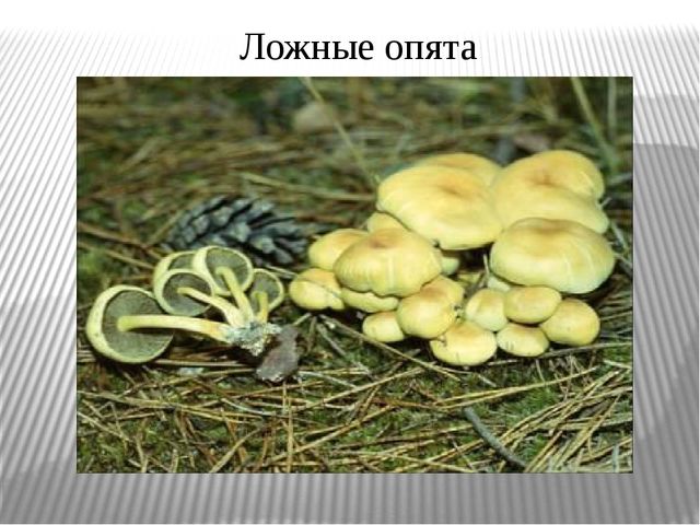Презентация "Экскурсия в лес"