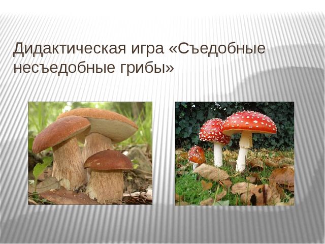 Презентация "Экскурсия в лес"