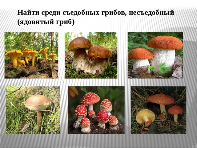 Презентация "Экскурсия в лес"