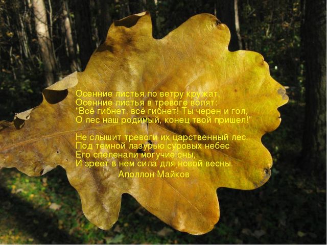 Презентация "Стихи про осень"