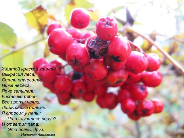 Презентация "Стихи про осень"