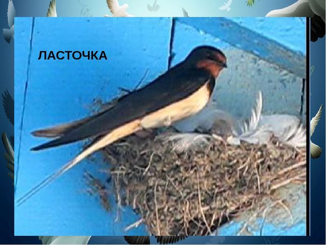Презентация на тему "Птицы"