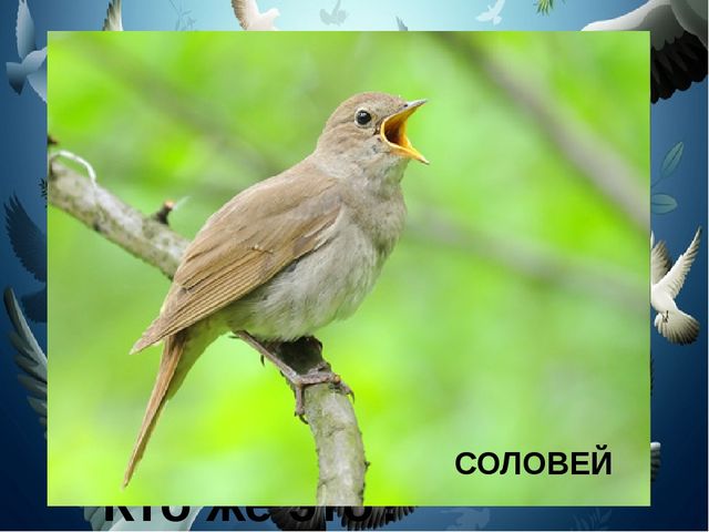 Презентация на тему "Птицы"