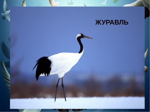 Презентация на тему "Птицы"