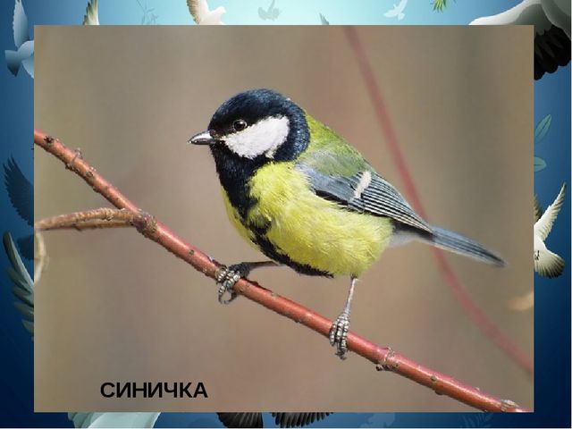Презентация на тему "Птицы"