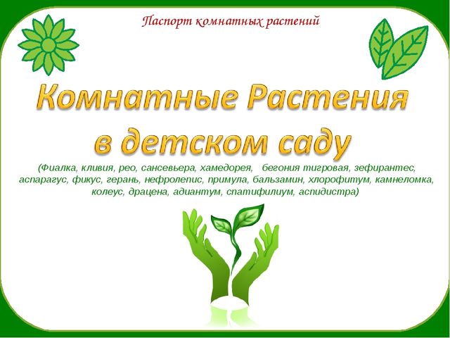 Презентация " Паспорт комнатные растения"
