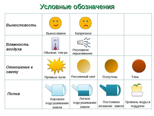 Презентация " Паспорт комнатные растения"