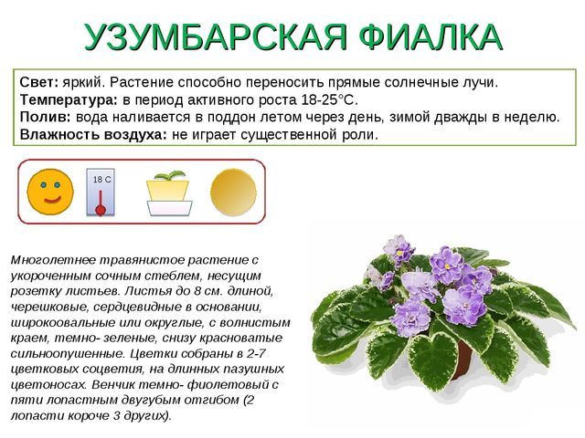 Презентация " Паспорт комнатные растения"