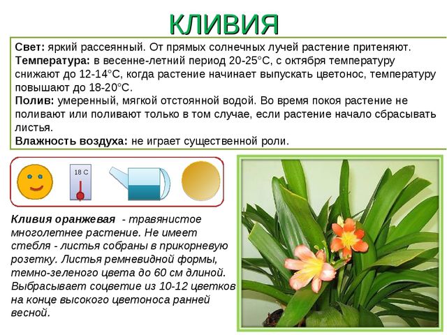 Презентация " Паспорт комнатные растения"