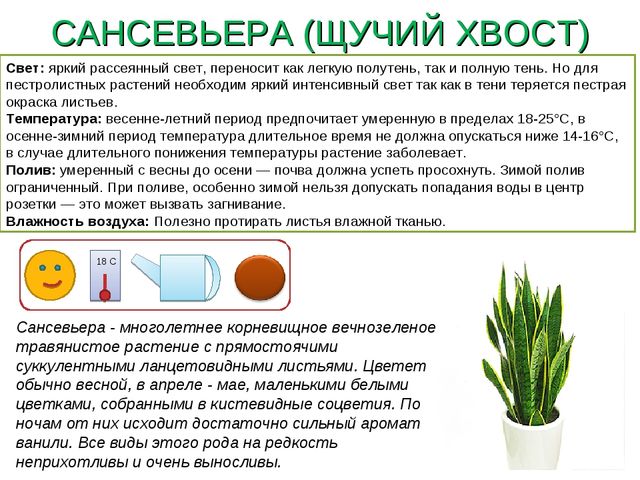 Презентация " Паспорт комнатные растения"