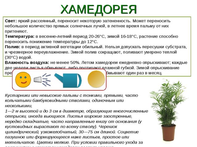 Презентация " Паспорт комнатные растения"