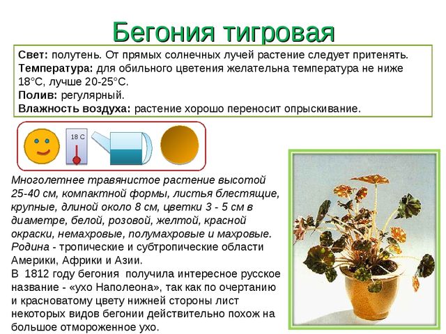 Презентация " Паспорт комнатные растения"