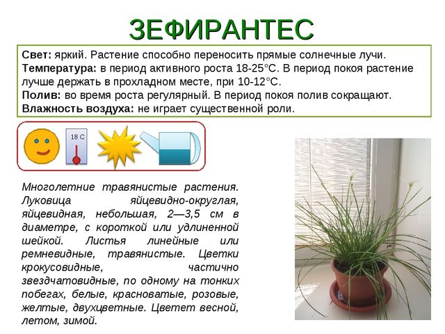 Презентация " Паспорт комнатные растения"