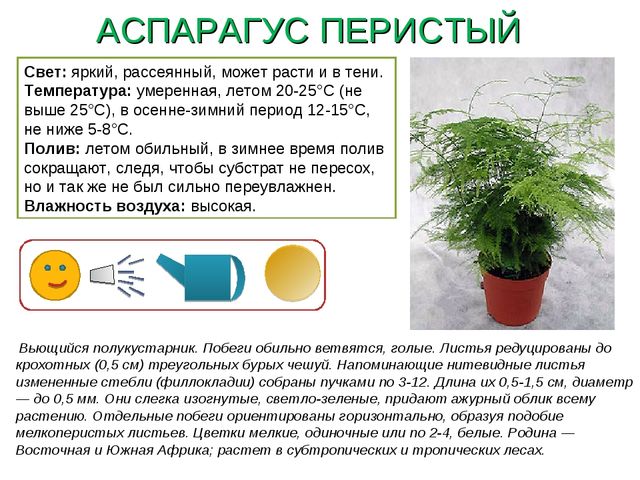 Презентация " Паспорт комнатные растения"