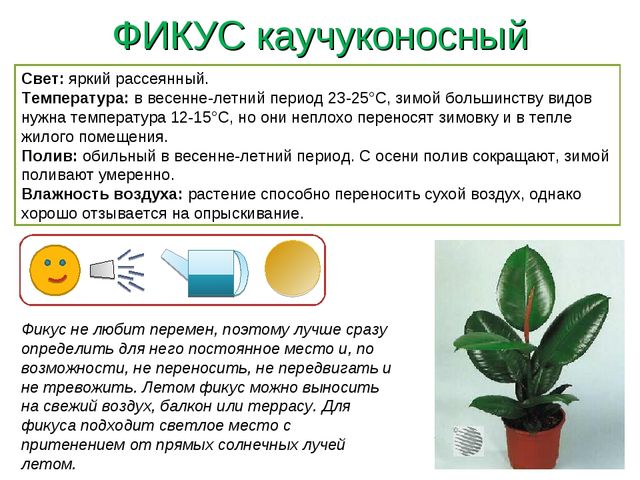 Презентация " Паспорт комнатные растения"