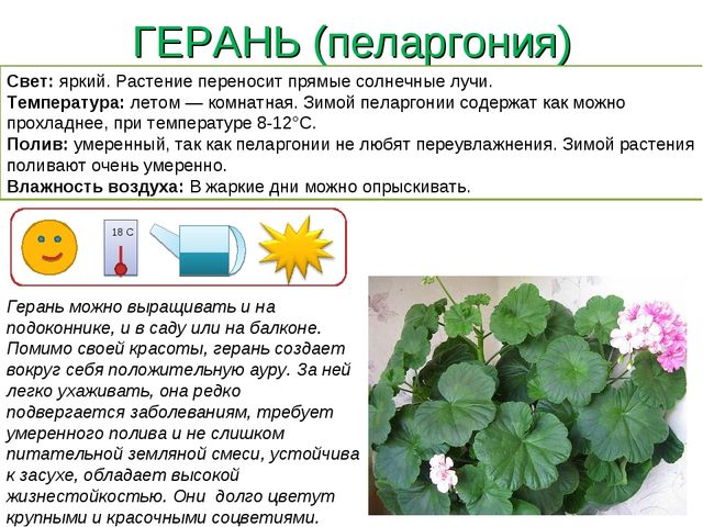 Презентация " Паспорт комнатные растения"
