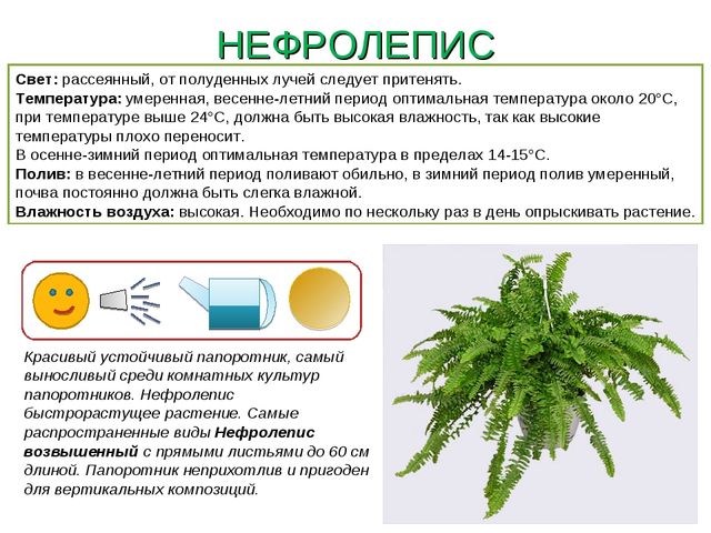 Презентация " Паспорт комнатные растения"