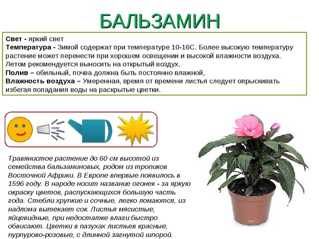 Презентация " Паспорт комнатные растения"