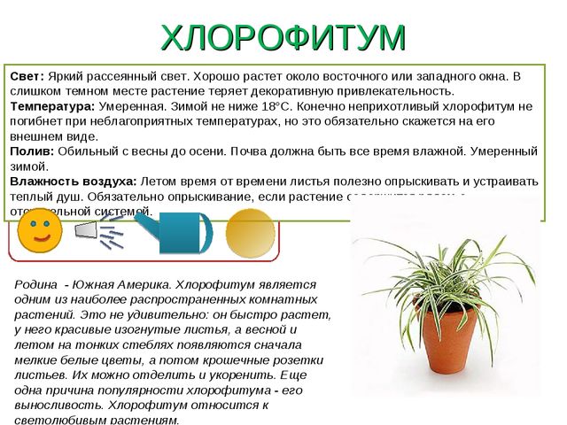 Презентация " Паспорт комнатные растения"