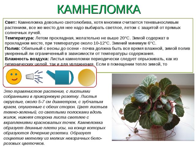 Презентация " Паспорт комнатные растения"