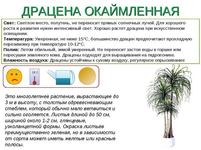 Презентация " Паспорт комнатные растения"