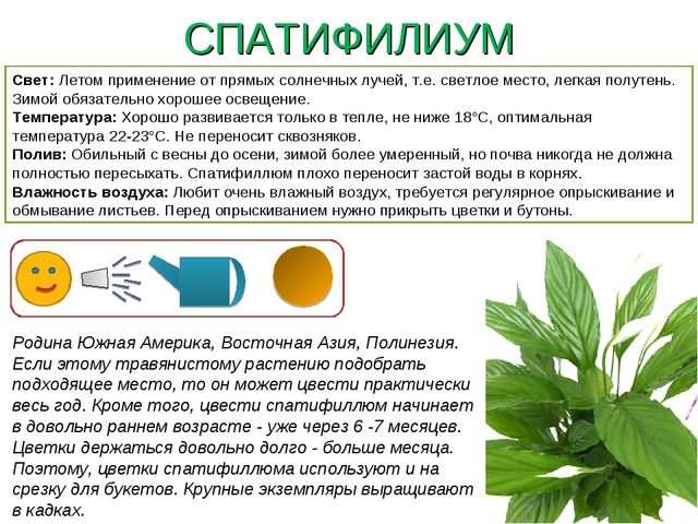Презентация " Паспорт комнатные растения"