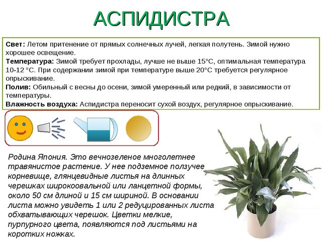 Презентация " Паспорт комнатные растения"