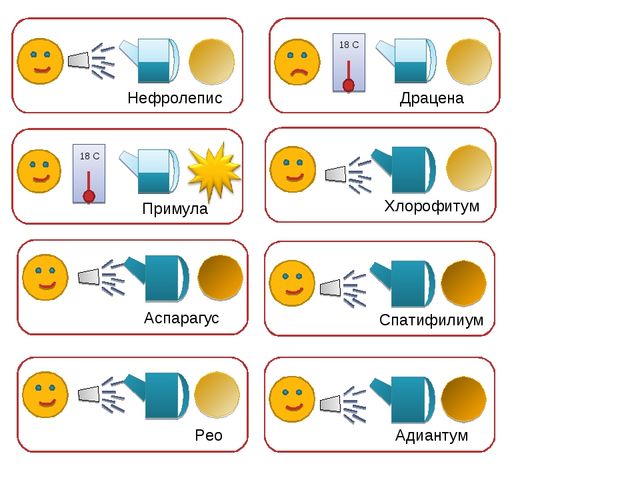 Презентация " Паспорт комнатные растения"