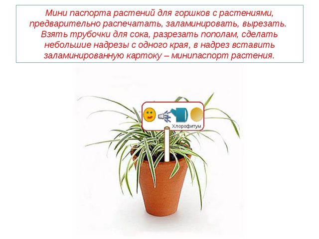 Презентация " Паспорт комнатные растения"