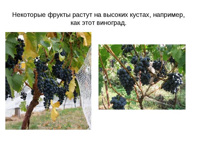 Презентация "Фрукты и овощи"