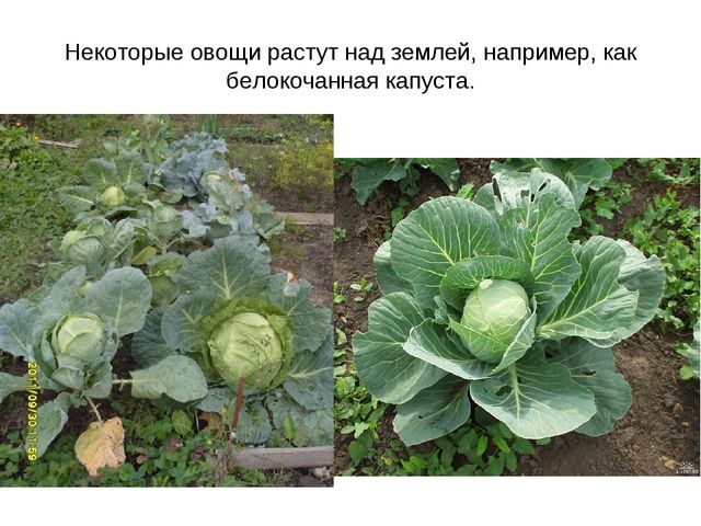 Презентация "Фрукты и овощи"