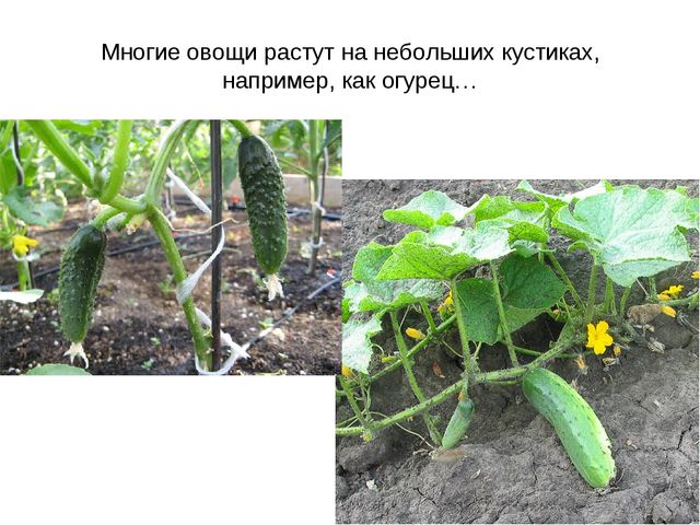 Презентация "Фрукты и овощи"