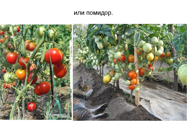 Презентация "Фрукты и овощи"