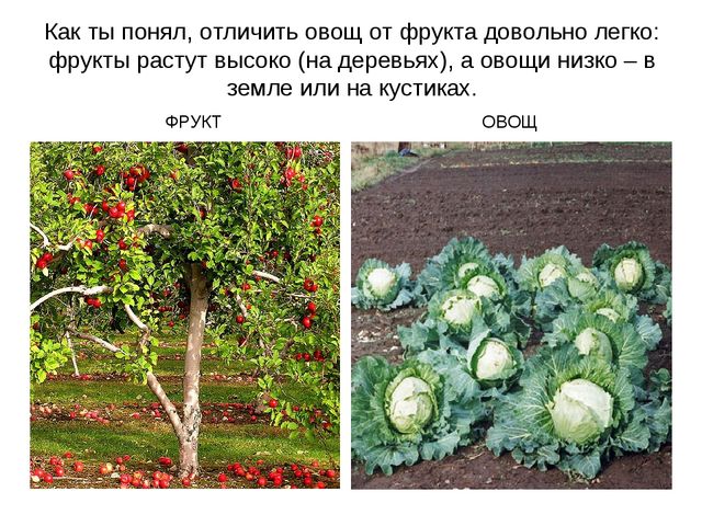Презентация "Фрукты и овощи"