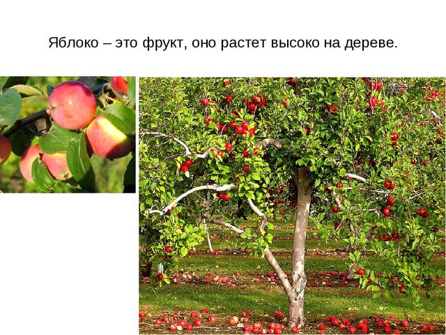 Презентация "Фрукты и овощи"