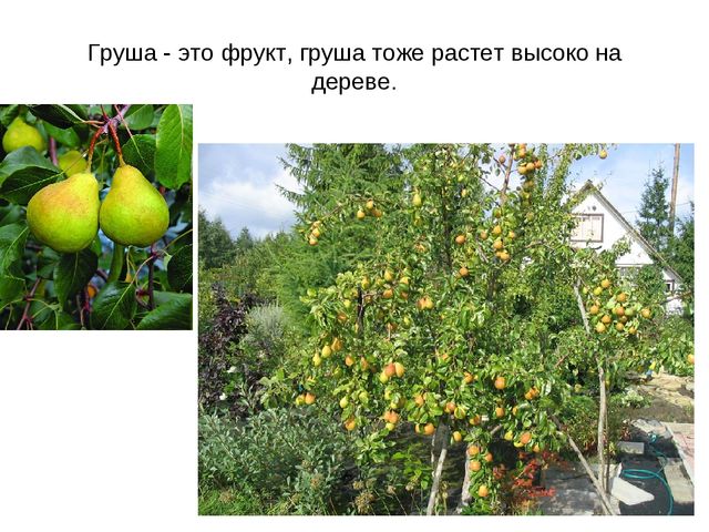 Презентация "Фрукты и овощи"