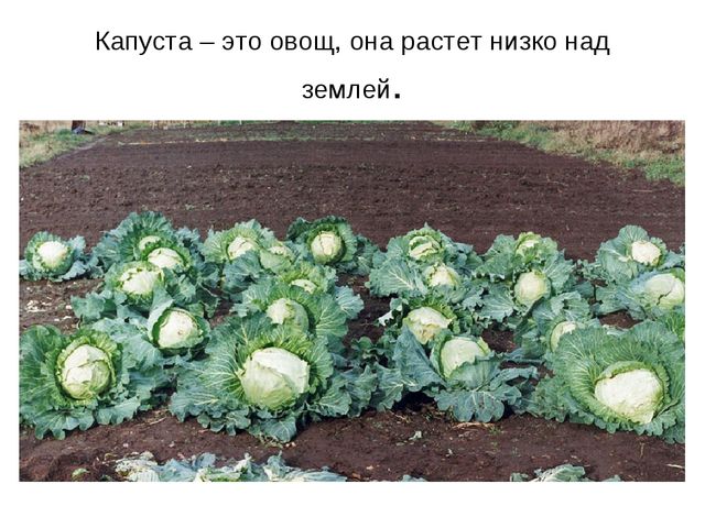 Презентация "Фрукты и овощи"