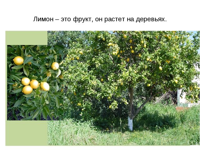 Презентация "Фрукты и овощи"