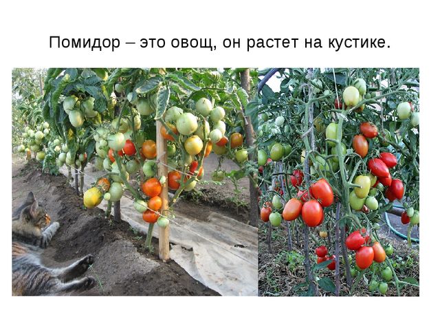 Презентация "Фрукты и овощи"