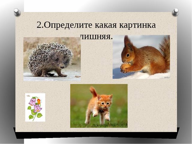 Презентация "Какая картинка лишняя"