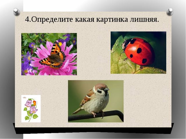 Презентация "Какая картинка лишняя"