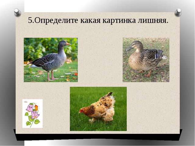 Презентация "Какая картинка лишняя"