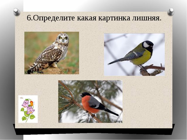Презентация "Какая картинка лишняя"